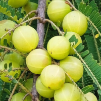 Amla