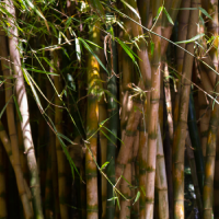Bamboo