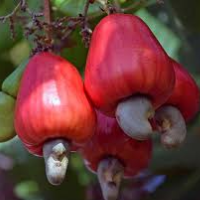 Cashew Fruit
