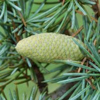 Cedarwood