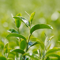 Green Tea