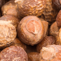 Indian Soapberry