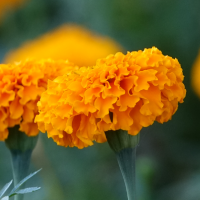 Marigold