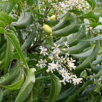 Neem