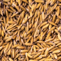 Rice Husk